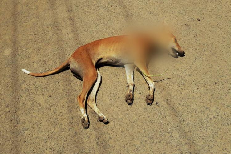 सेतु कुकुरको हत्यारालाई कारबाहीको माग