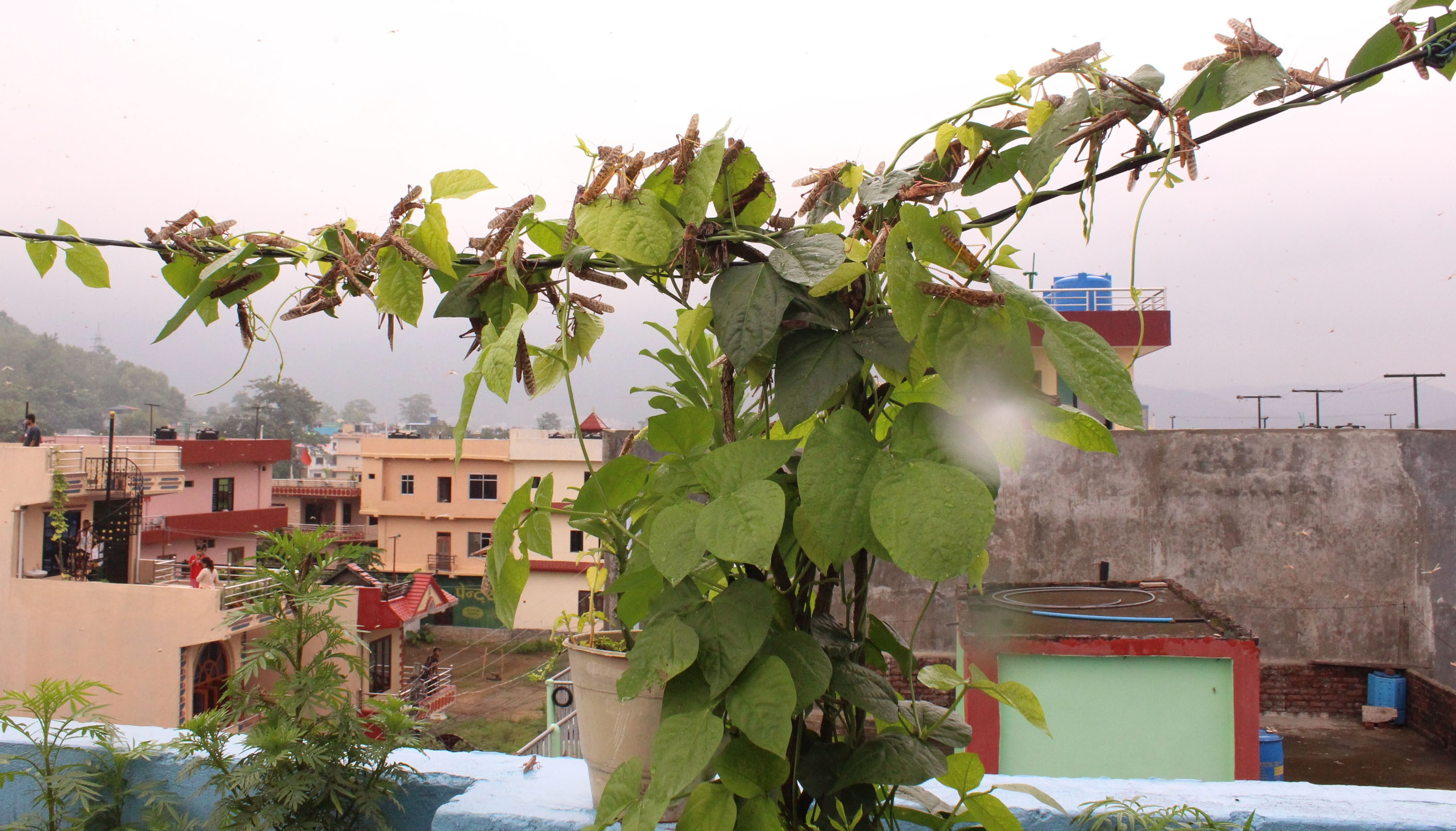 देशव्यापी फैलँदै सलह, सरकारसँग छैन नियन्त्रणको योजना