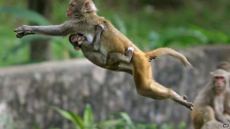 कृस्ती नाच्नेचौरमा नाच्न थाले बाँदर