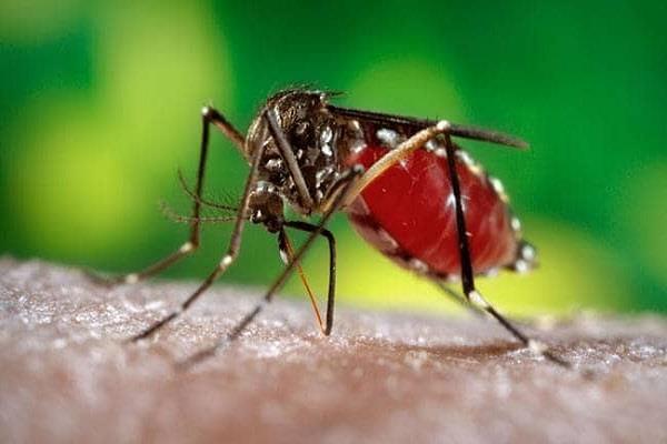 नेपालमा देखियो सेरोटाइप ३ डेंगु