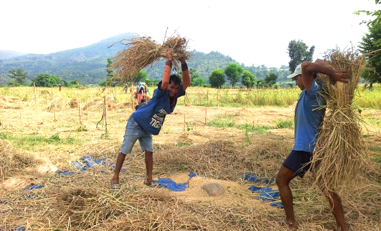 कर्णालीमा धान उत्पादन बढ्यो, खाद्यान्न संकट कायमै