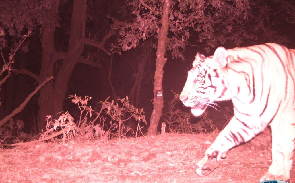 पहाड चढ्दै बाघ