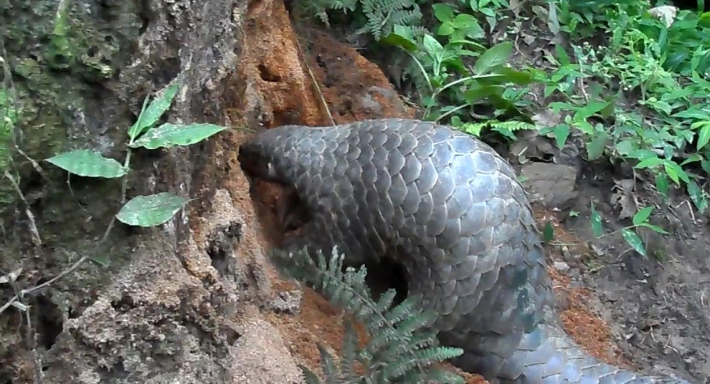 सालक संरक्षण गर्न पदमार्ग र गाइड