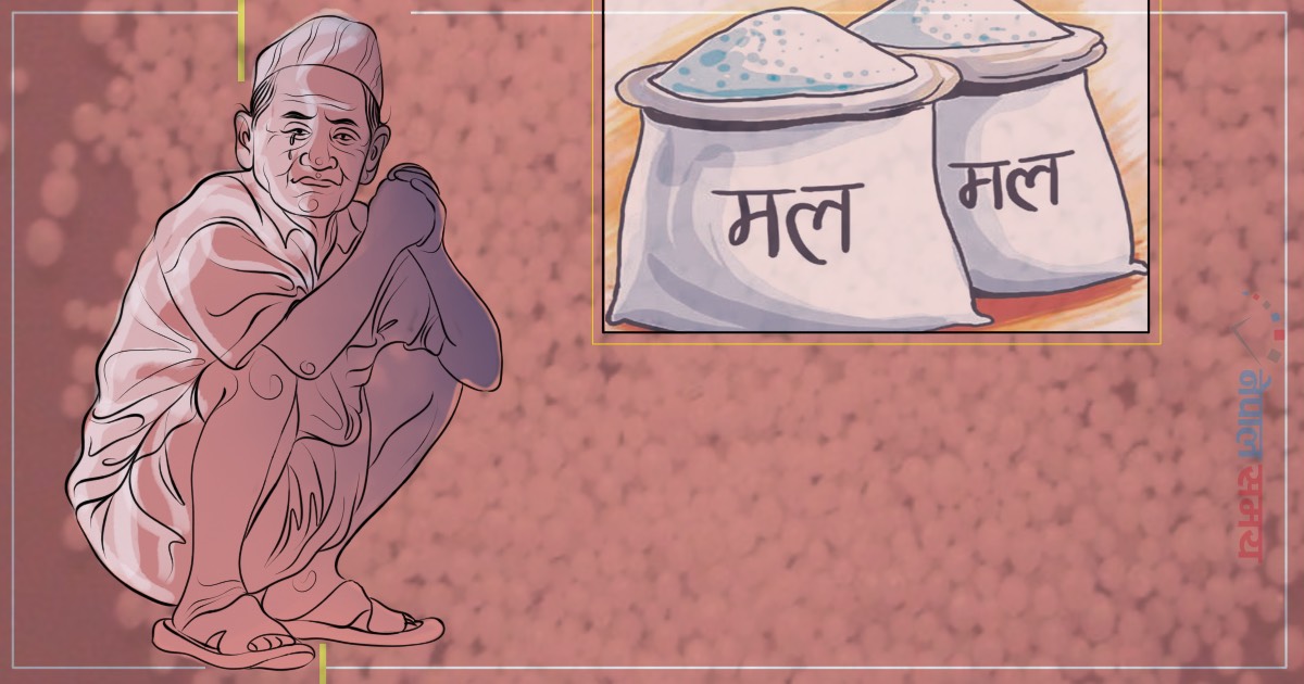 किसान भन्छन्- मल पाएनौँ, सरकार भन्छ- मौज्दात प्रशस्त छ, ढुवानीमा समस्या