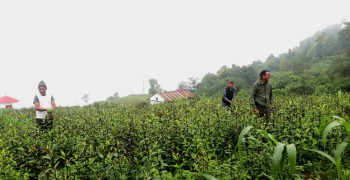 तीनतलेका किसानकाे व्यवसायिक चिराइतोखेती, एकपटकमै १२ लाख आम्दानी