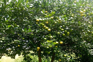 बिक्री नहुँदा बारीमै कुहिए कागती, किसान चिन्तित 