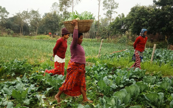कञ्चनपुरमा १० थरी तरकारीकाे परीक्षण,  उपभोग गर्नै नहुने मात्रामा भेटियो विषादी