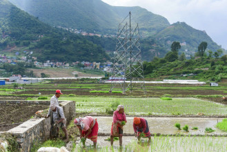 देशभर ४५ प्रतिशत रोपाइँ, मधेसमा सबैभन्दा कम 