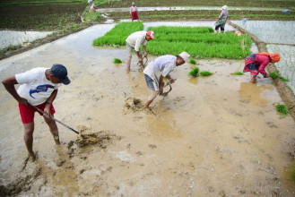मुलुकभर ९४ प्रतिशत धान रोपाइँ, उत्पादन घट्न सक्ने अनुमान