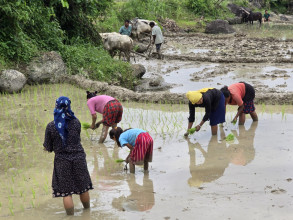 देशभर ७२ प्रतिशत धान रोपाइँ सम्पन्न, मधेसमा सबैभन्दा कम
