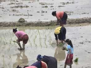 बारामा सतप्रतिशत धान रोपाइँ सम्पन्न