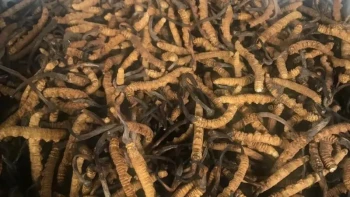 १०६ केजी यार्सागुम्बा बिक्री गर्न ४१ जनाले लिए इजाजत