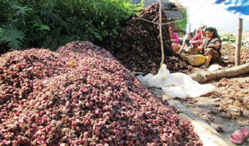 अदुवा, अलैंची र प्लाइउडको निर्यात बढ्यो