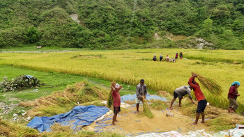 गण्डकीमा घट्दै बर्खे धान खेती, घरघडेरीले नासिए उब्जाउ जमिन