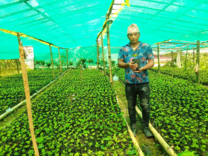 एउटै फार्मबाट एक सिजनमा ९ हजार कफीका बिरुवा बिक्री