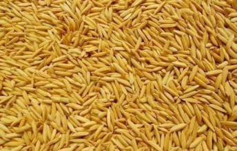 कैलालीमा चैते धान उत्पादनमा वृद्धि 