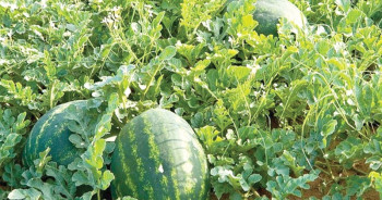 पूर्वी नाकाबाट भित्रियो साढे चार करोडको खरबुजा