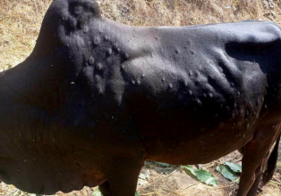 कोशीका तीन लाख बढी पशुमा ‘लम्पी स्किन’विरुद्धको खोप