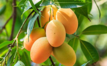 सिरहामा आँप उत्पादन ४० प्रतिशतले घट्यो
