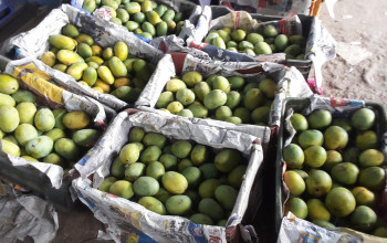 भोलिदेखि ‘नेपाल म्याङ्गो फेस्ट’ महोत्सव हुने
