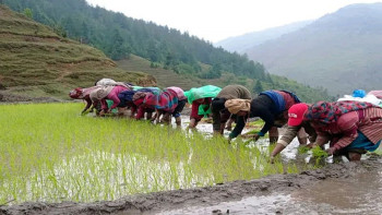आकाश ताक्दै किसानः महोत्तरीमा ३५ प्रतिशतमात्र रोपाइँ