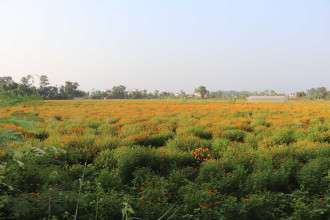 आँबुखैरेनीबाट सयपत्री फूल कतार निर्यात