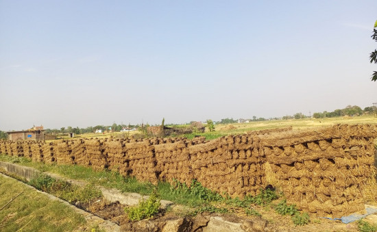 खाना पकाउन इन्धनको रुपमा प्रयोग हुने गुईठा
