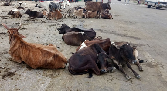 कृष्णपुरका पाँच स्थानमा छाडा चौपाया व्यवस्थापन