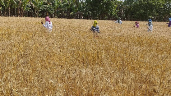 दाङका किसानलाई हिउँदे बाली भित्र्याउन चटारो