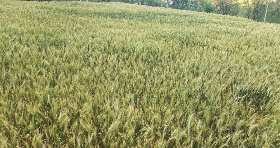 अर्घाखाँचीको सन्धिखर्कमा किसानले लगाएको गहुँबाली