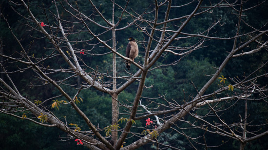 सिमलको रुखमा सर्प खाने चरा