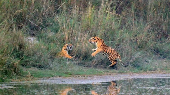जहाँ पाटेबाघको झुण्डै देख्न पाइन्छ