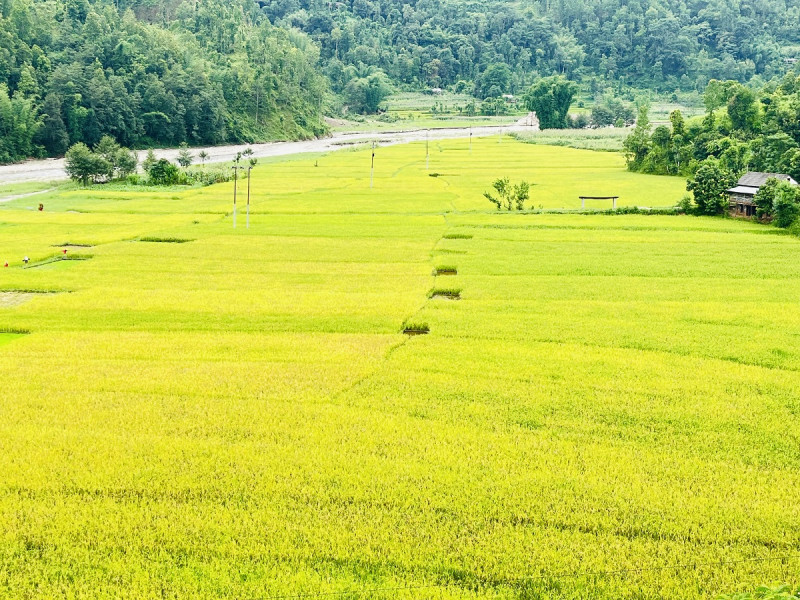 चैते धान उत्पादक किसानलाई गिज्याउँदै बजेट