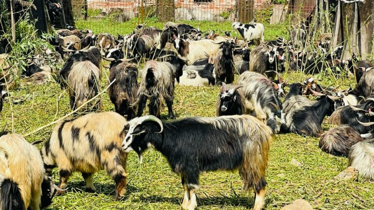 सर्तसहित दसैंलाई खसीबोका र च्यांग्राको अग्रिम बुकिङ खुला