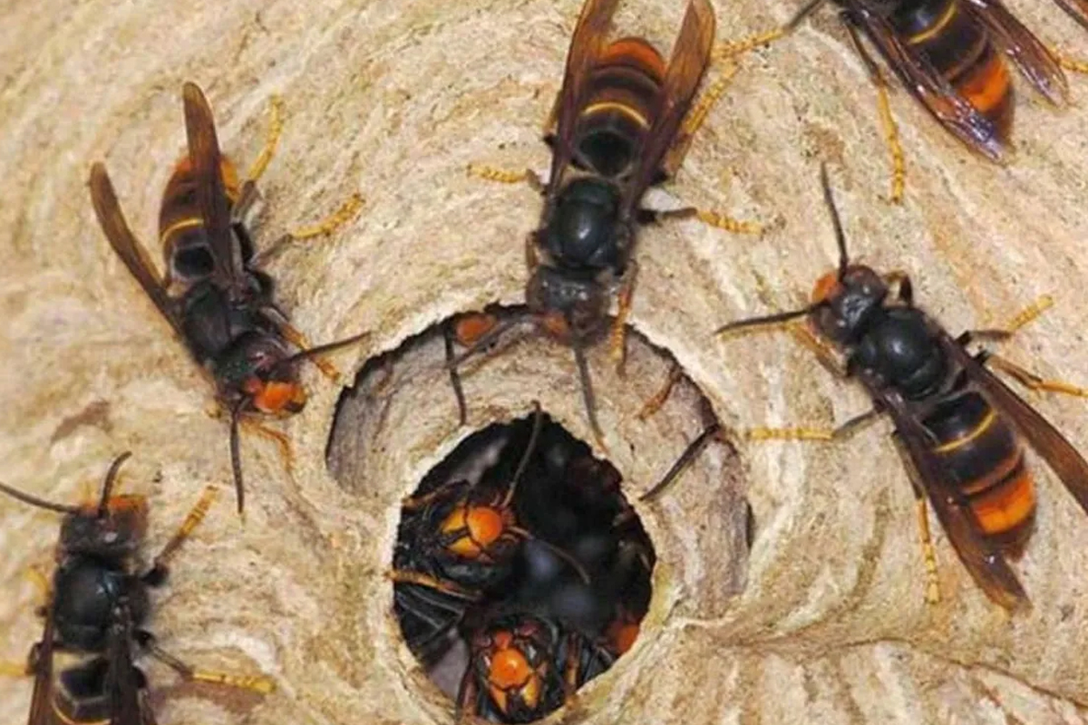 तनहुँमा अरिंगालले टोकेर एकजनाको मृत्यु