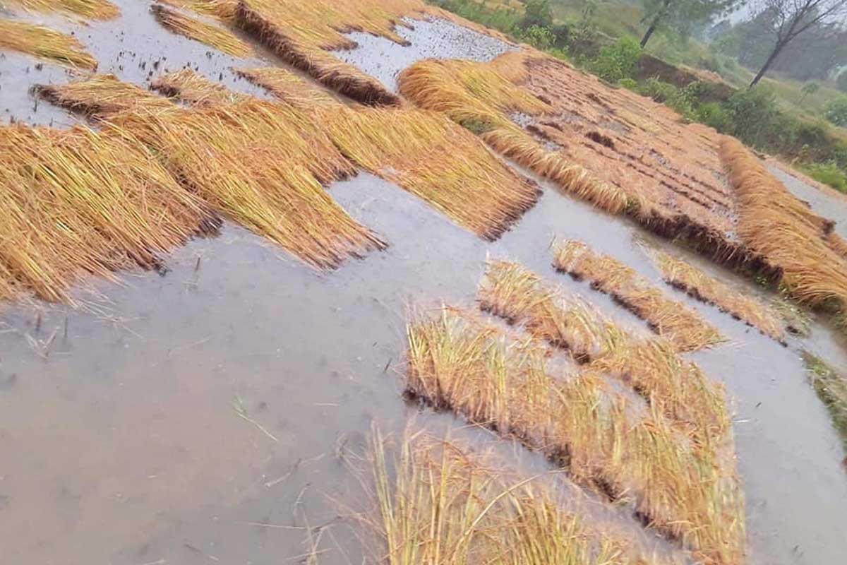 बेमौसमी वर्षाले गण्डकीमा २६ सय हेक्टर धानबालीमा क्षति