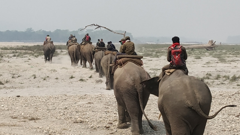 शुक्लाफाँटा राष्ट्रिय निकुञ्जमा गस्ती गर्न हात्तीको अभाव