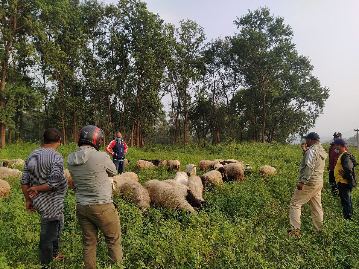 कर्णालीका च्याङ्ग्रा काठमाडौं र पोखरामा, भेडा पनि बिकेनन् सुर्खेतमा