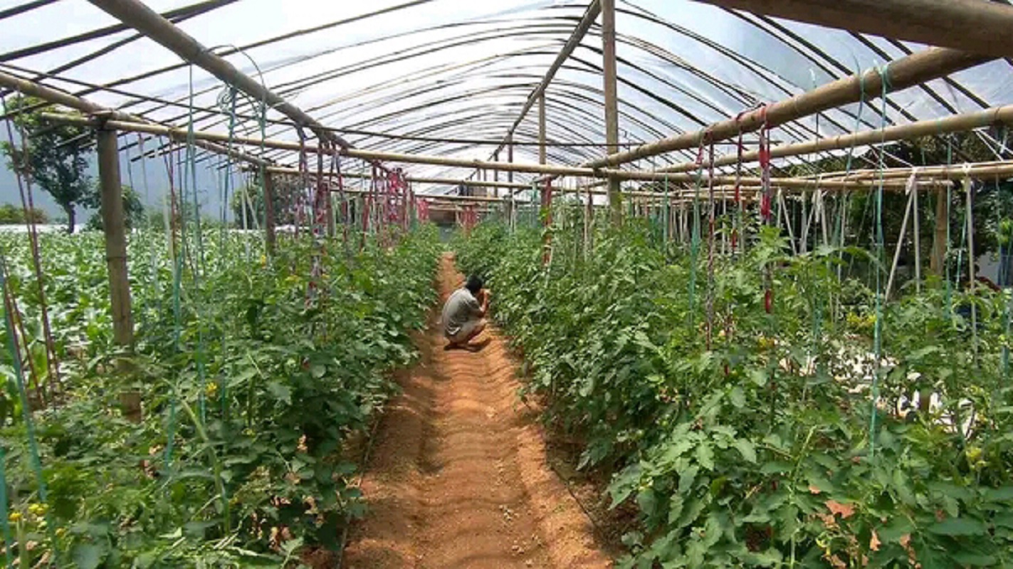 रुरुक्षेत्रमा दाजुभाइको ५२ रोपनी जग्गामा गोलभेंडा खेती