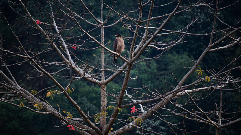 सिमलको रुखमा सर्प खाने चरा