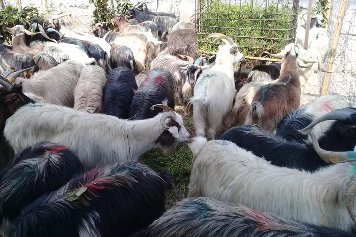 कर्णालीबाट ५० हजार बढी खसीबोका निर्यात हुँदा ६० करोड आम्दानी