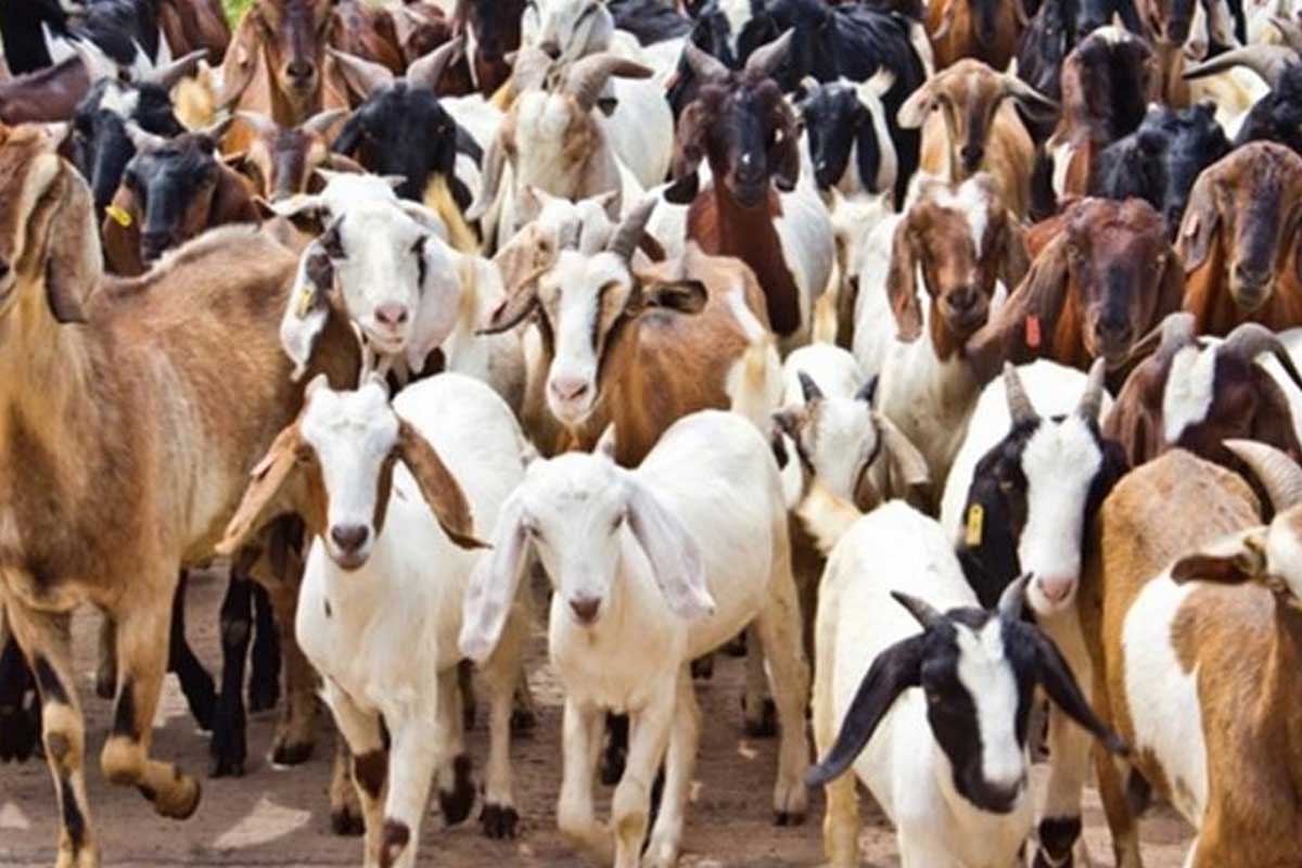 सुर्खेतबाट तीन हजार ९०० खसी काठमाडौं पठाइयो