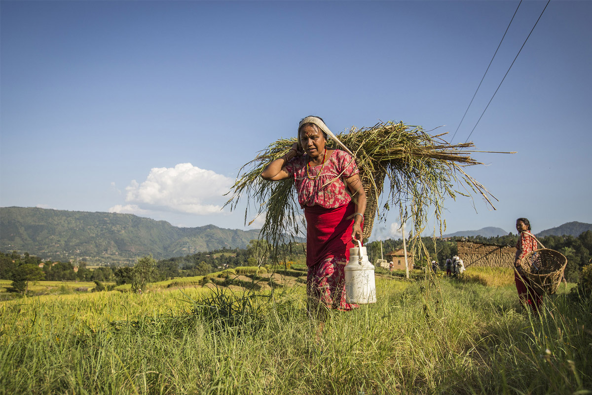 किसानले लाभ लिन नसकेको कृषि बिमा