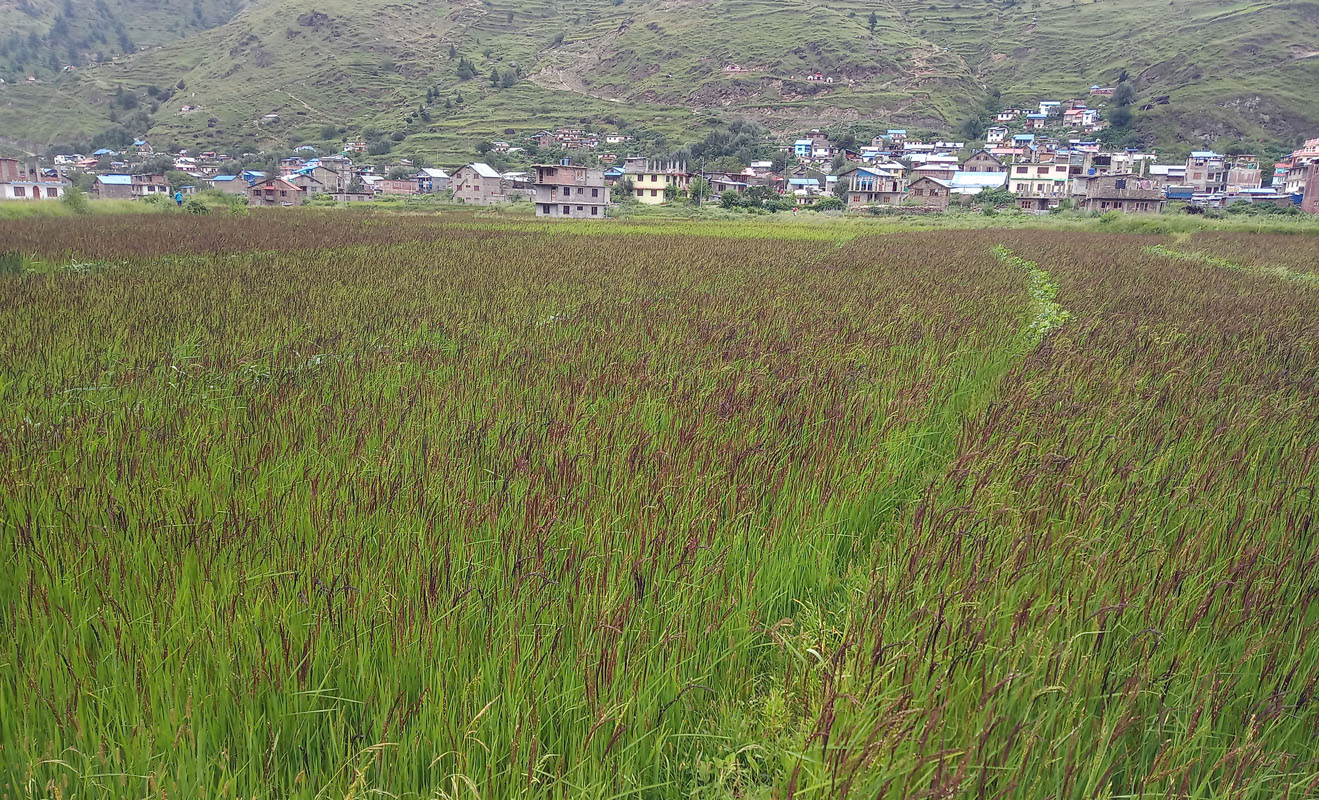विश्वकै अग्लो स्थानमा हुने कालीमार्सी जोगाउँदै पातारासी गाउँपालिका