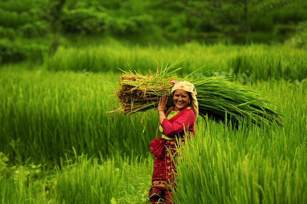 यस कारण जोगाऔं रैथाने बिउ र वनस्पति
