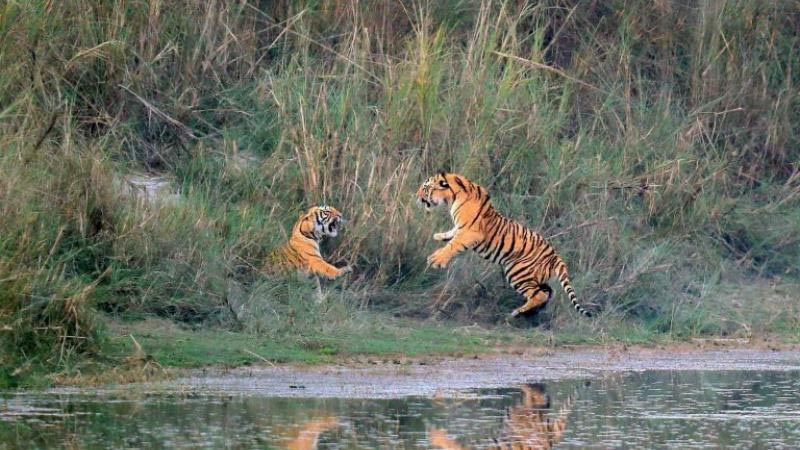 जहाँ पाटेबाघको झुण्डै देख्न पाइन्छ