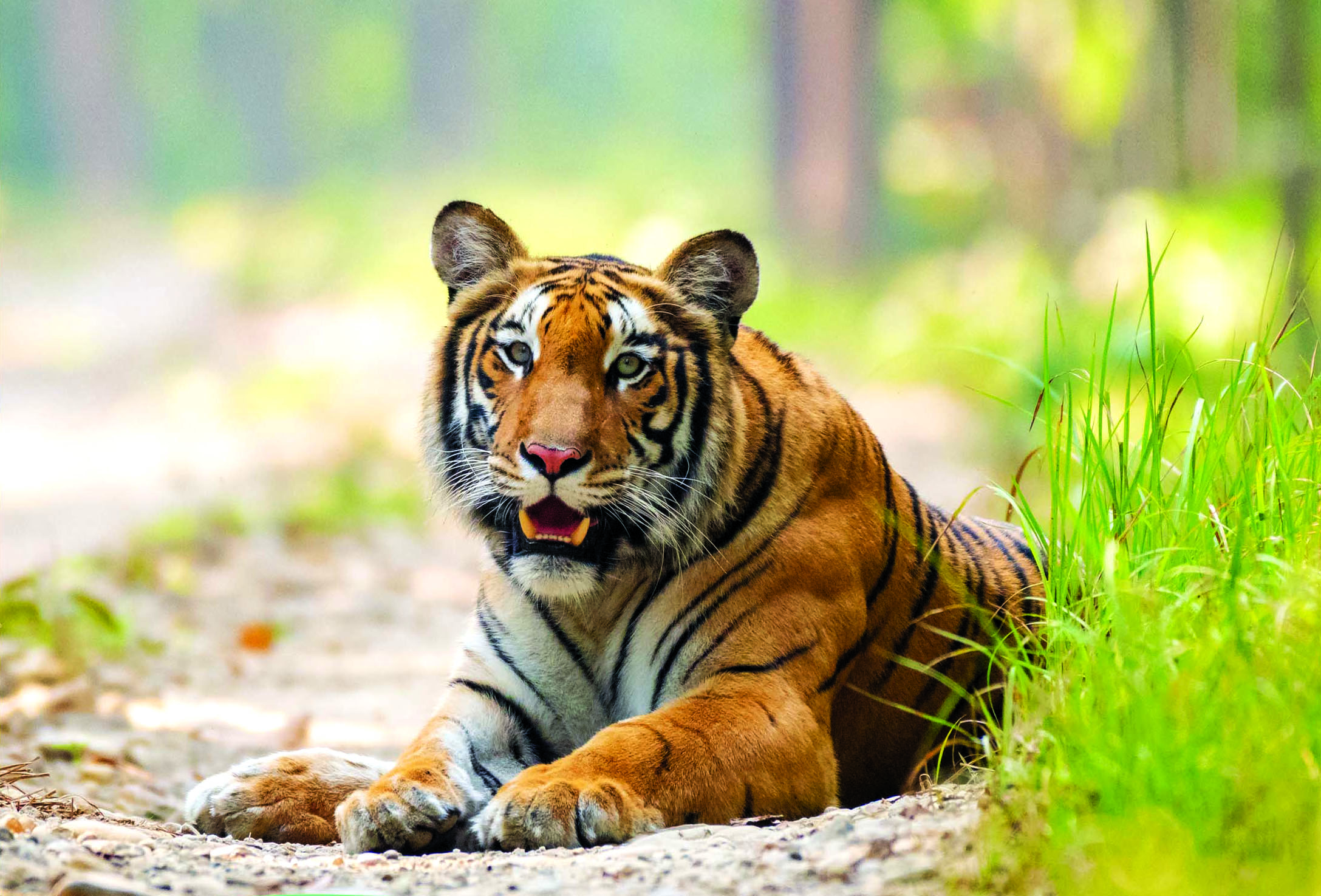 बाघसँगै बढ्दैछ जोखिम, किन बस्ती पस्दैछन् बाघ?